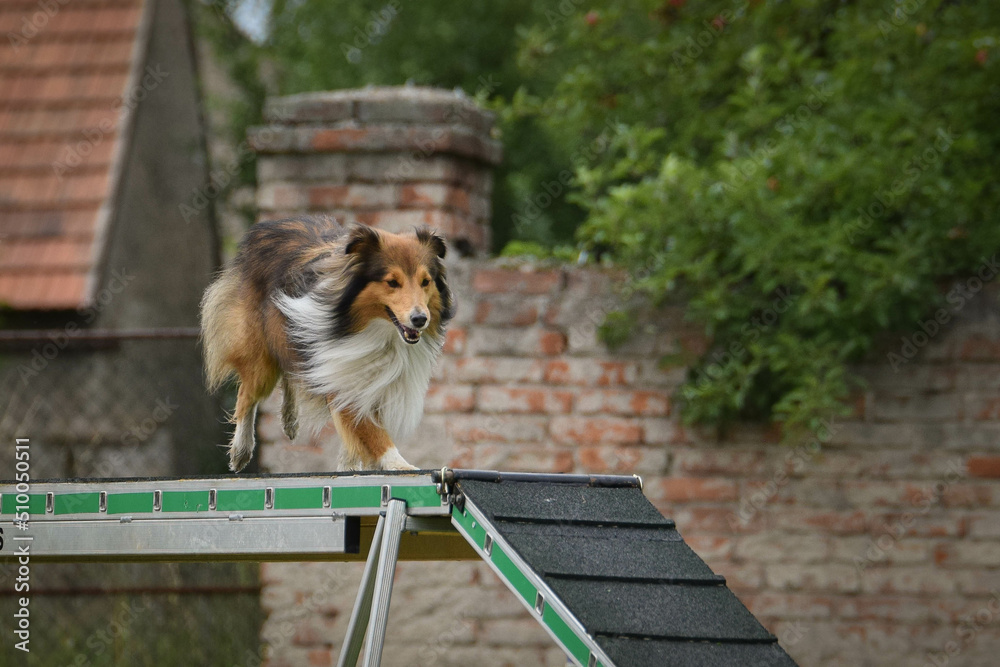 Sheltie in agility balance beam.  Amazing day on czech agility competition. They are middle expert it means A2.