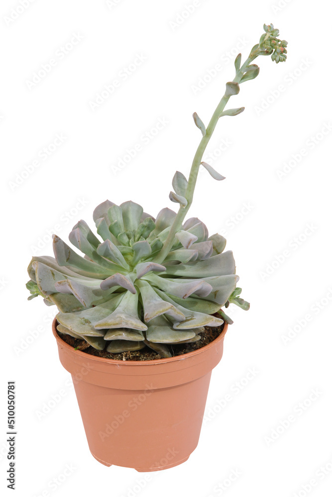 Echeveria Echeveria