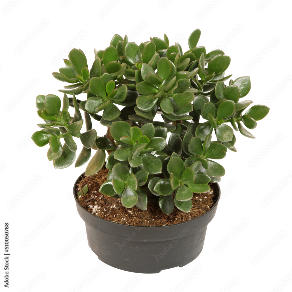 Crassula ovata ou arbre de jade