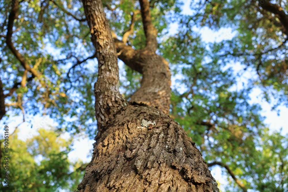 Texas Live Oak Tree Texas Live Oak Tree