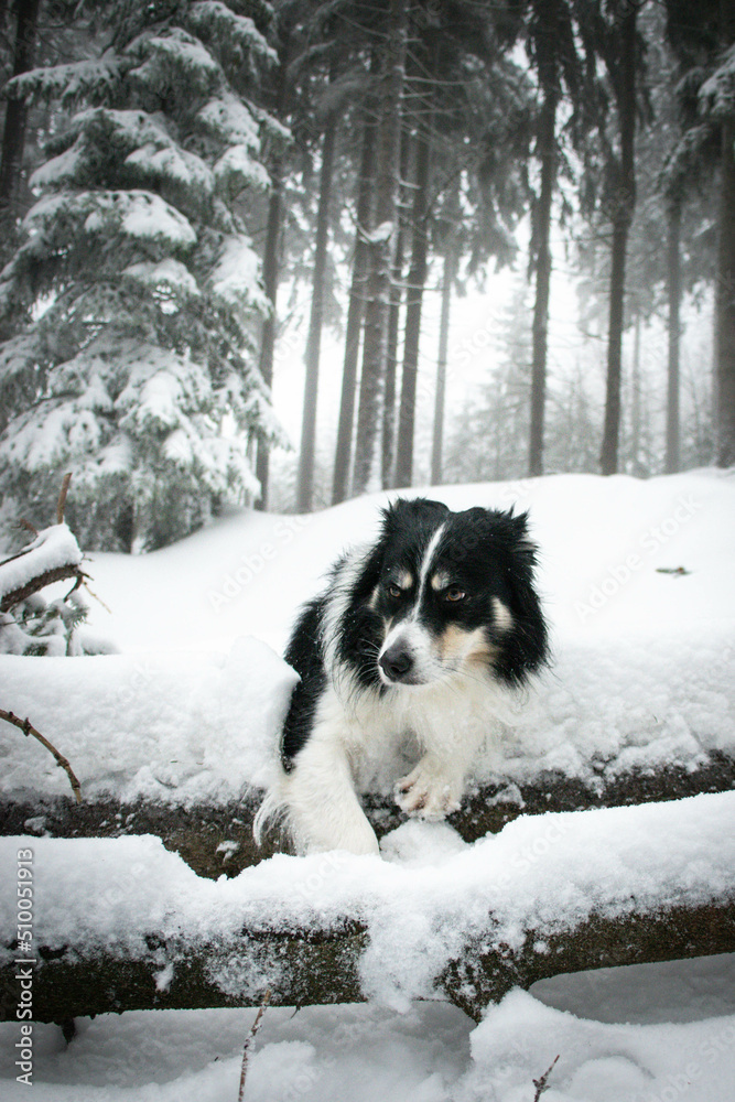 Tricolor border collie is lying on the field in the snow. He is so fluffy dog.