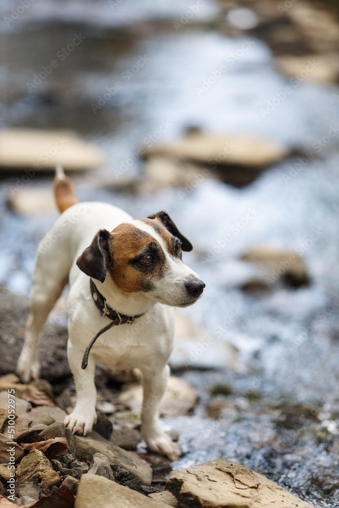 A portrait of Jack russell terrier dog outdoor standing along on the stream. Pet is waiting for his master 