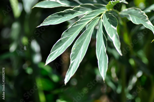 SynonymA sanderae, Variegated Shell Ginger or ZINGIBERACEAE or Alpinia sandrerae plant photo