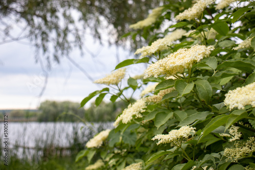 Blooming elderflower bush in summer over the river