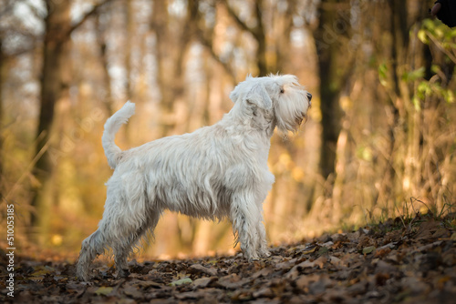 Schnauzer is standing in the forest. It is autumn portret.