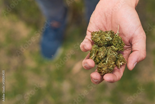 Man holds marijuana buds in his hand. © Fabián Montaño