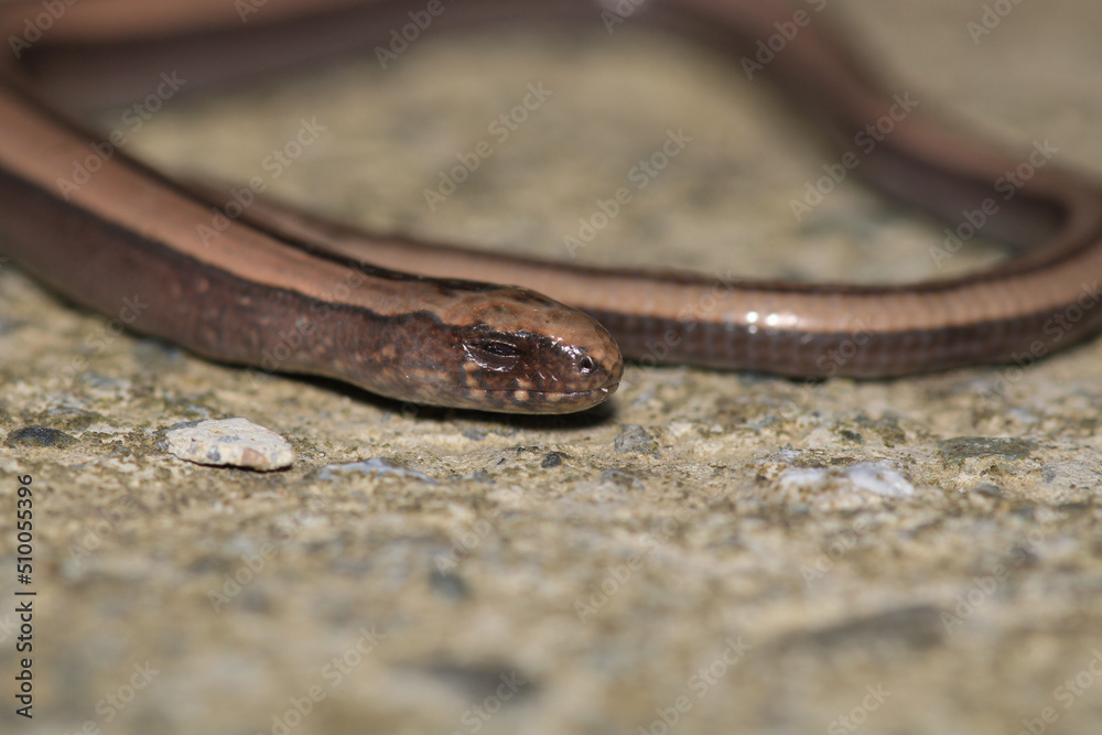 natural Ophiomorus punctatissimus animal macro photography natural Ophiomorus punctatissimus animal macro photography