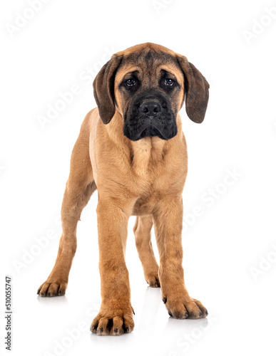 puppy cane corso