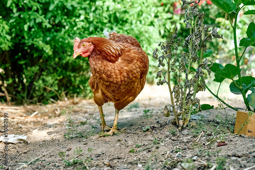 Wallpaper Mural Free-grazing domestic hen in walk-in chicken run on a traditional free range poultry organic farm. Adult chickens walking on the soil in an enclosure. Torontodigital.ca