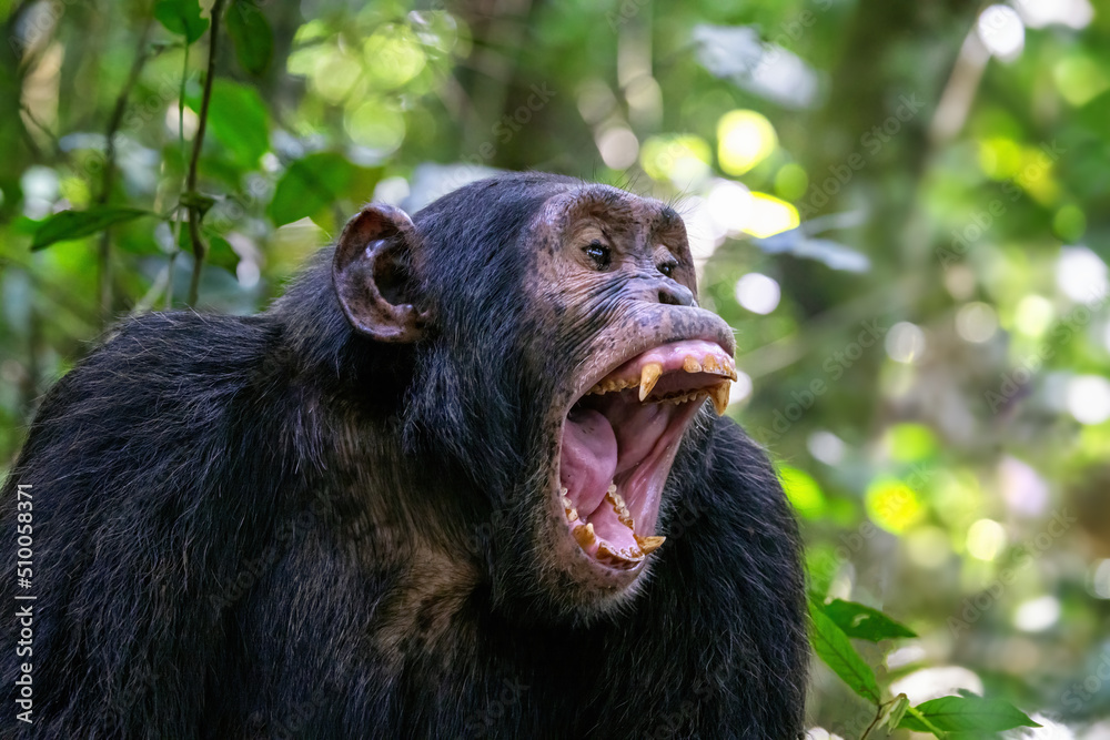 A chimpanzee, pan troglodytes, bares his teeth whilst communicating with the rest of the community. Kibale National Park, Uganda. A chimpanzee, pan troglodytes, bares his teeth whilst communicating with the rest of the community. Kibale National Park, Uganda.