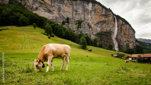 Swiss cows grazing