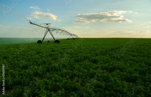 Agricultural irrigation system watering field of green peas on a sunny summer day