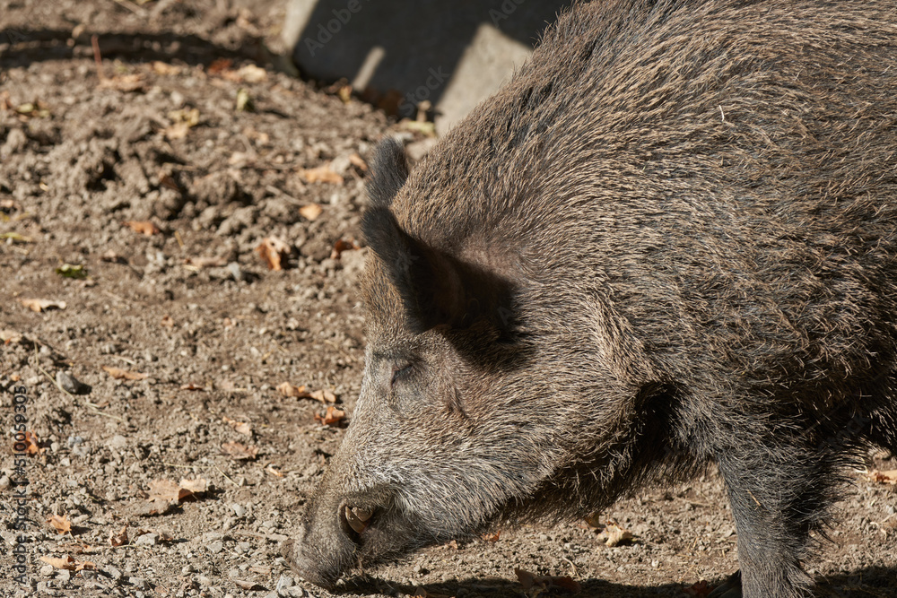 Closeup of Wild Boar looking for Food. Wild Pig Head Closeup of Wild Boar looking for Food. Wild Pig Head