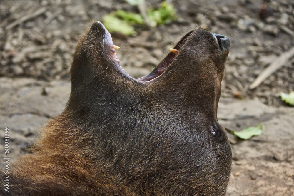 Brown Bear Yawning while lying on Rock. Relaxed Bear Brown Bear Yawning while lying on Rock. Relaxed Bear