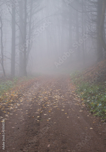 Walking path with yellow leaves on a foggy fall day with bare trees in the Palatinate forest of Germany.