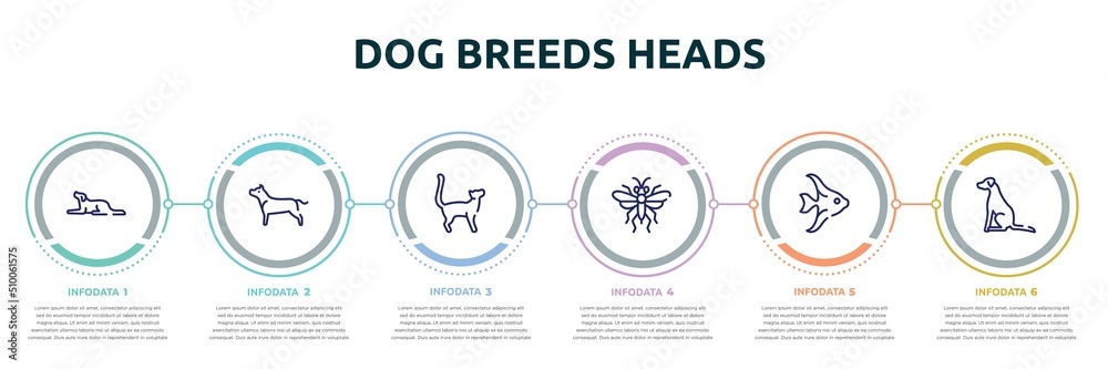dog breeds heads concept infographic design template. included border collie, american staffordshire terrier, bengal cat, sawfly, angelfish, pointer dog icons and 6 option or steps. - obrazy, fototapety, plakaty 