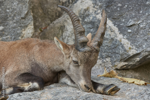 Brown Horn Ibex relaxing on rock in Zoo.