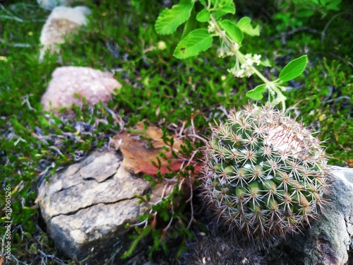 Tiny round cactus on the grass