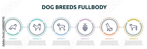 dog breeds fullbody concept infographic design template. included bernese mountain, chihuahua, bedlington terrier, madagascan, akitas, bullmastiff icons and 6 option or steps.