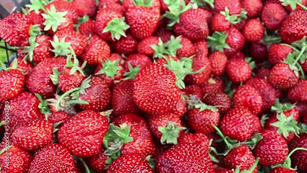 Harvest Of Juicy Ripe Red Strawberries. Summer Berries, Fruits. The Concept Of Healthy Vegan Food. Strawberry background. Close up. Soft focus Harvest Of Juicy Ripe Red Strawberries. Summer Berries, Fruits. The Concept Of Healthy Vegan Food. Strawberry background. Close up. Soft focus