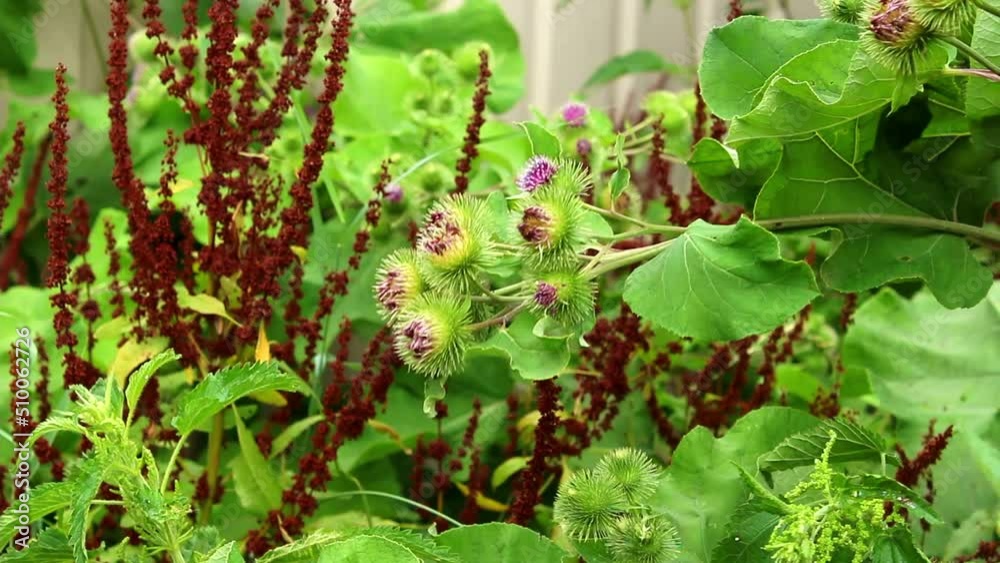 The burdock flowers sway in the wind in the garden. Thorn of burdock with pink flowers close-up. Blooming medical plant burdock. The burdock flowers sway in the wind in the garden. Thorn of burdock with pink flowers close-up. Blooming medical plant burdock.