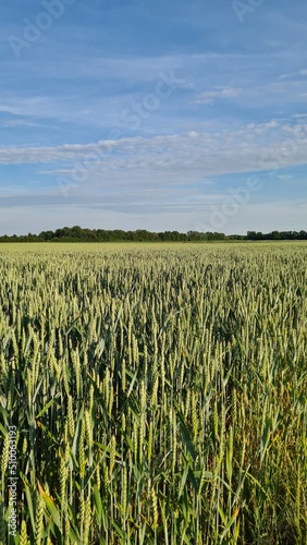 Getreide, Feld, Himmel-Feld, Feld mit Getreide, Getreidefeld