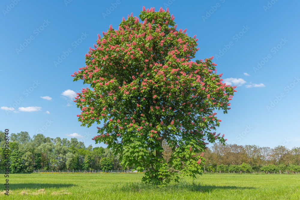 Naklejka premium Chestnut tree blossom in a meadow in spring.