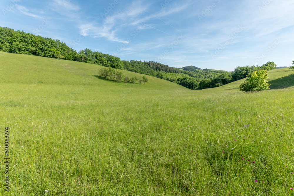 Sunny green landscape of clearing in forest bodure in spring. Sunny green landscape of clearing in forest bodure in spring.