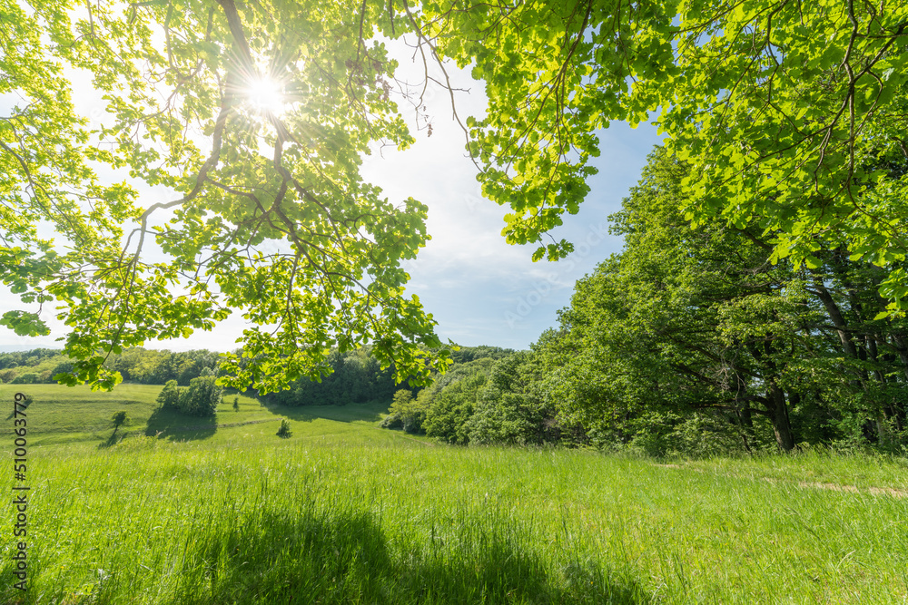 Sunny green landscape of clearing in forest bodure in spring. Sunny green landscape of clearing in forest bodure in spring.