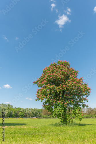 Chestnut tree blossom in a meadow in spring.