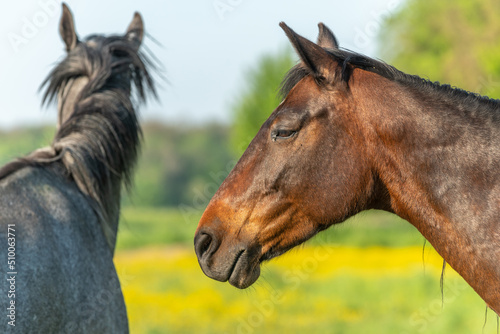 Portrait of horse in green and yellow flowery meadow.