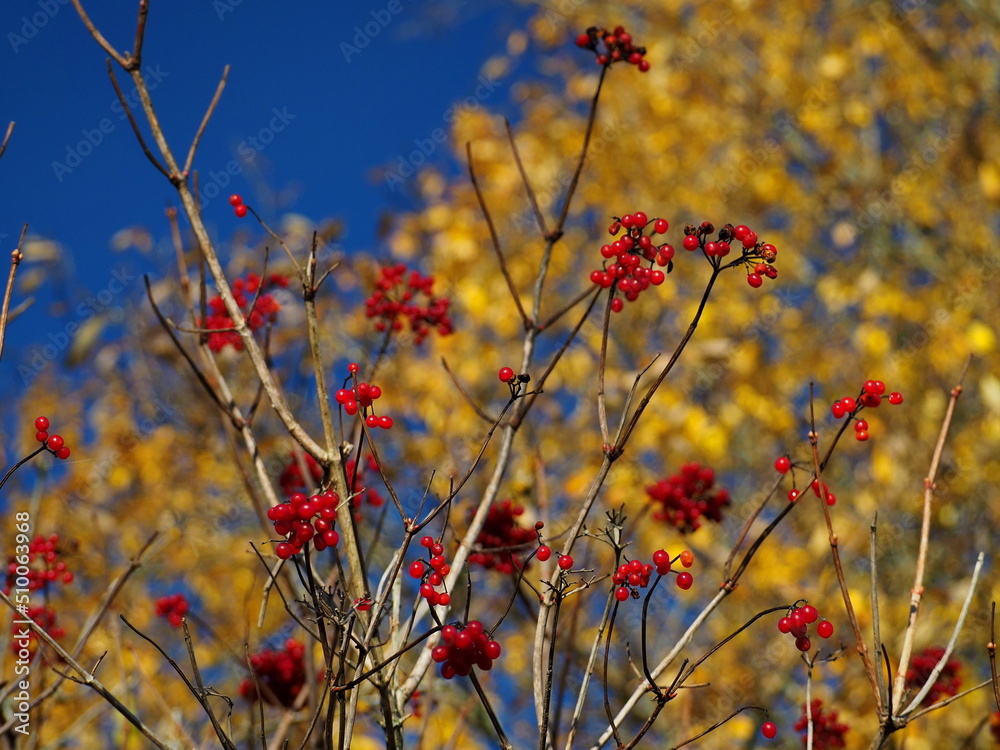 Fototapeta premium Autumn landscape. Silhouette of a tree with bright red clusters of berries against the background of yellow leaves and a blue sky. Leningrad region, Russia.