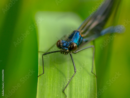 Dragonfly sitting on a green leaf, closeup. © Jakub Łukasik