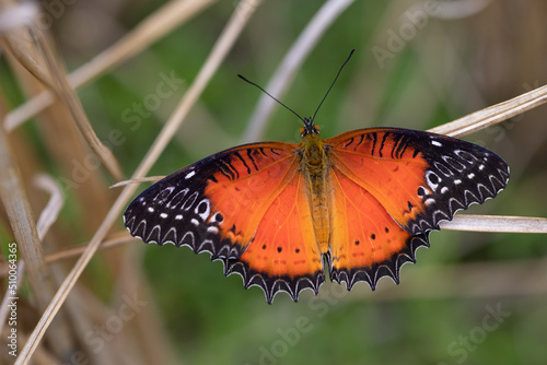 The Red Lacewing tropical butterfly photo