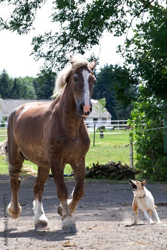 horse and dog