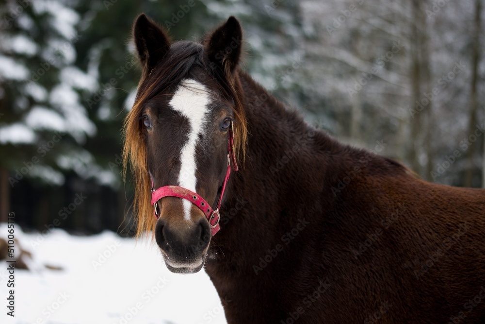 Fototapeta premium Welsh cob mare