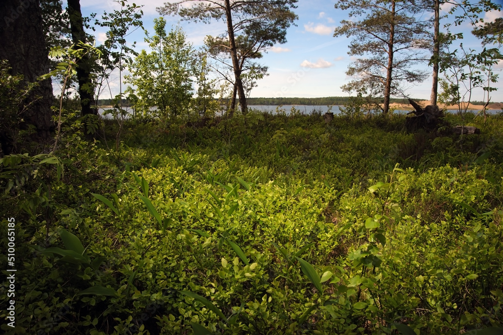Fototapeta premium Nature forest landscape with bushes and trees