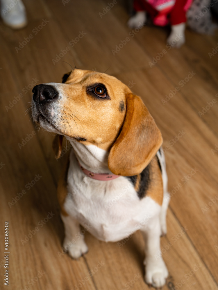 BEAGLE DOG POSING SITTING WITH TENDER LOOK