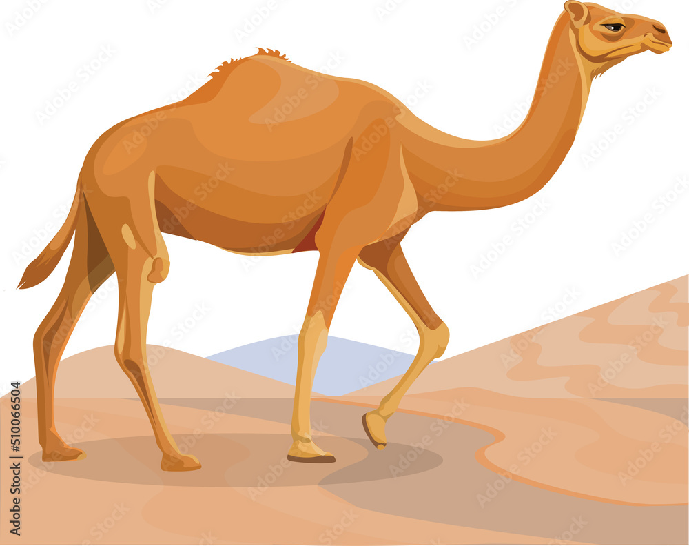 Beautiful dromedary camel 