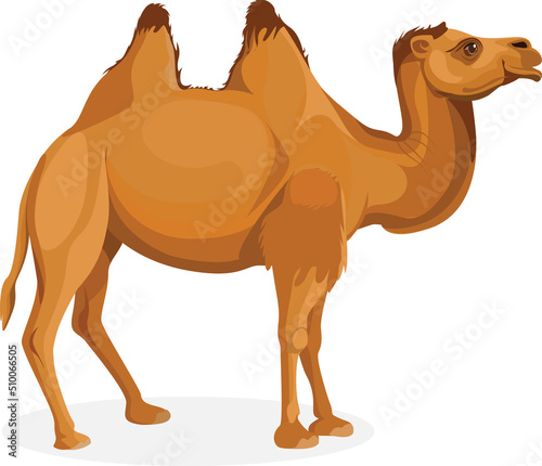 Beautiful Bactrian camel