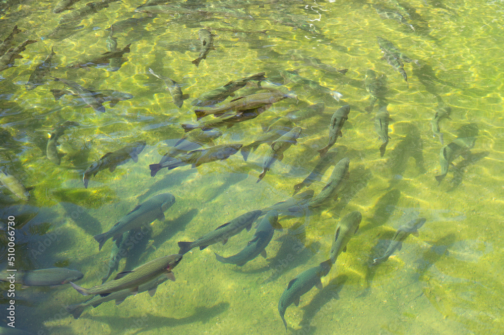School of trout in shallow tank in green color under sunlight