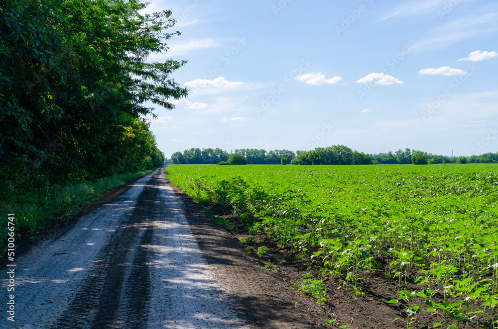 Obraz premium Dirty farm road with a wide blue sky and green fields which leads to a forest in the background