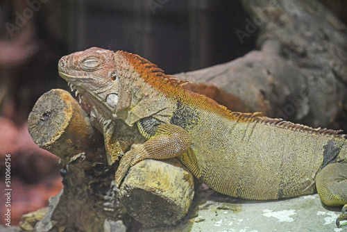 Iguane.