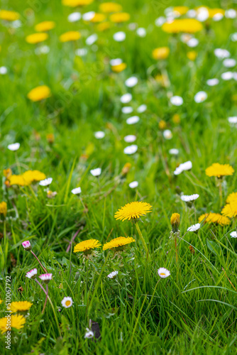 view of a green meadow in spring with lots of yellow dandelion flowers 