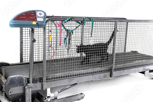 Картината върху платно treadmill for cat in studio