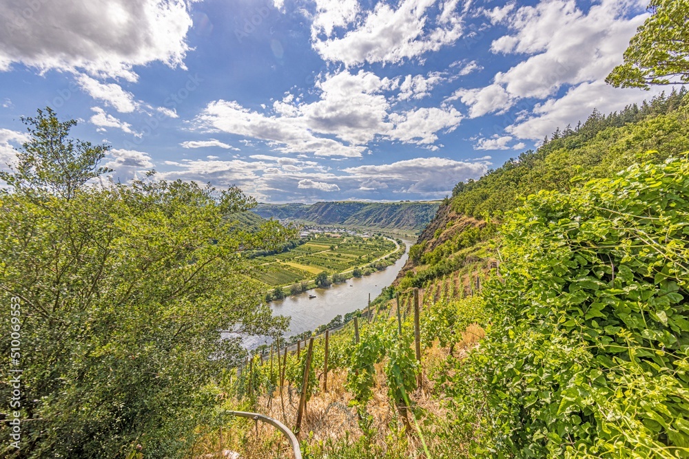 Panoramic picture over German river Mosel with Mosel valley bridge and vineyards during daytime