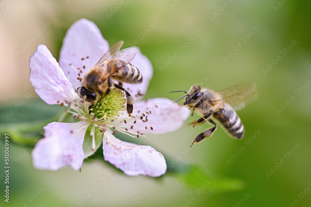 Pollinating bee posed on flower. Pollinating bee posed on flower.