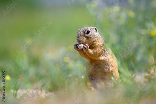 Gopher - adorable animal. Concept of connection with nature.