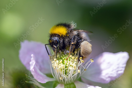 Bumblebee flies away from yellow flowers