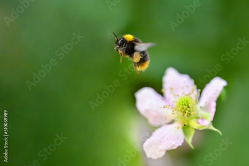 Bumblebee flies away from yellow flowers © Martin